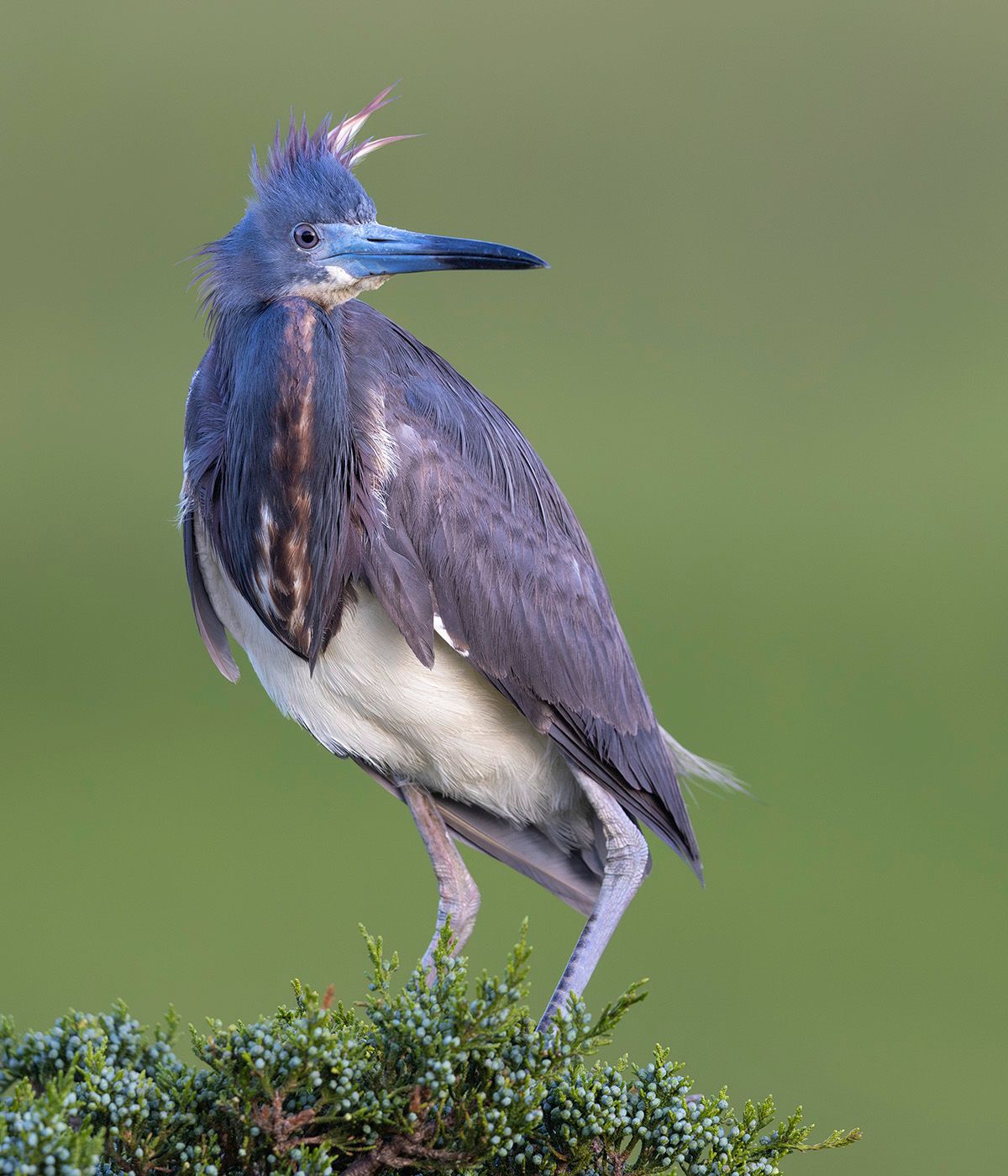 2024-05-31 TCHERON_1V2 copy.jpg