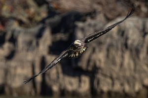 2025-11-12 BE IF JUVI FISH 4_11v2 copy.jpg