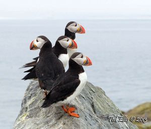 The Four Puffins