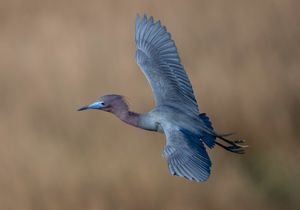 2023-04-25 LBH IF_01_2V3.jpg