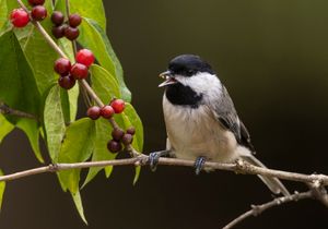 2023-09-27 CDee BERRIES_01_1V2.jpg