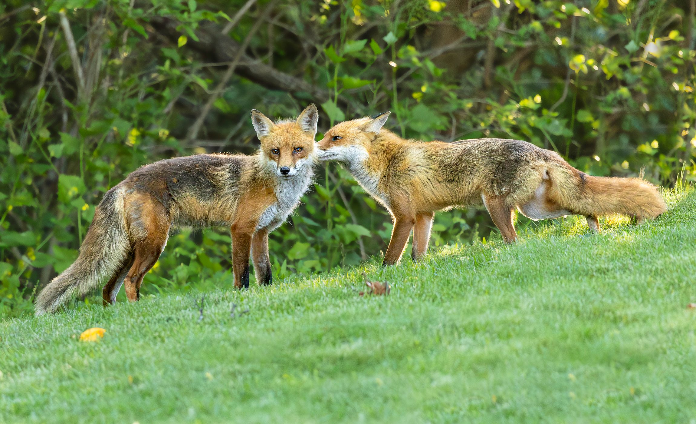 2026-05-30 FOX HE SHE_4V2 copy.jpg