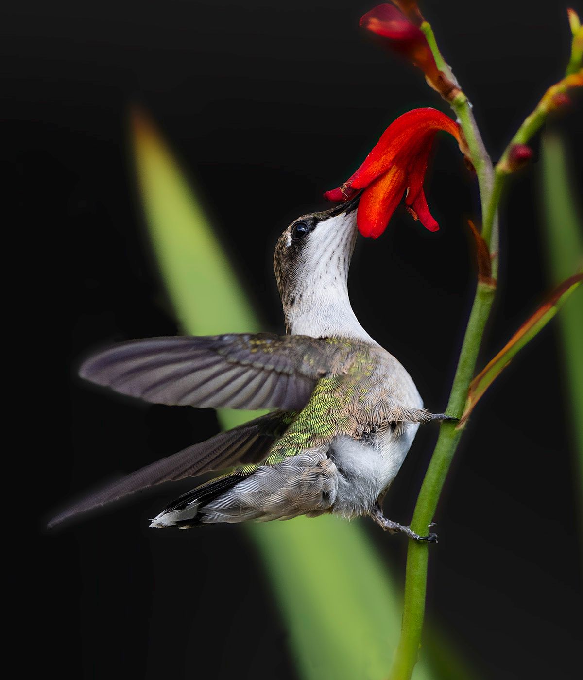 2025-07-18  RTHB JUVI  LUCIFER PERCHED_4V3 copy.jpg