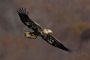 2024-11-19 BE IF BG_4v2 copy.jpg