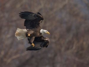 2016-12-23 BE FISHING DIVE SEQUENCE_7v2.jpg