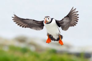 2013-07-09 Puffin IF_5_Ted Ellis_Photography.jpg
