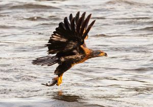 2025-11-05 BE IF JUVI FISH_1_4v2 copy.jpg