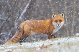 2025-01-06 FOX SNOW EYES_1V2 copy.jpg