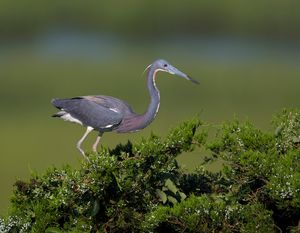 2019-07-14 T C HERON_7V2.jpg