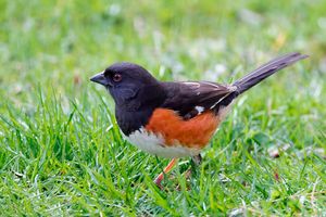 2014-05-04 STOWHEE_7V2.jpg