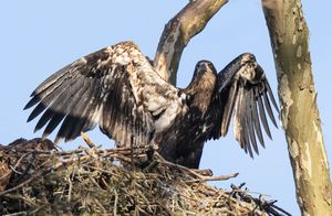 2026-06-06 BE EAGLETS 1_1V2 copy.jpg
