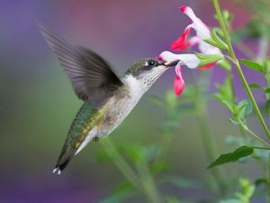 2017-08-19 RTH JUV M HLIPS_3_11v3.jpg