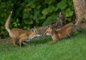 2023-06-01 FOX KIT _01_5V2.jpg
