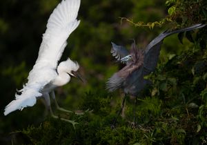 2023-06-29 LBH FEED NESTLING_01V2.jpg