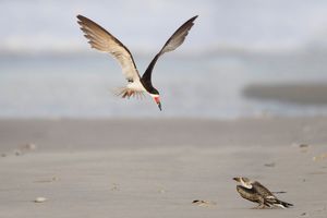 2015-09-25 SKIMMERS IF ADULT FISH JUV_2V3.jpg