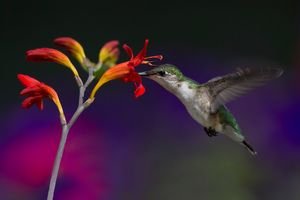 2017-07-03 RTH F CROC COLOR 2_1_4V3.jpg