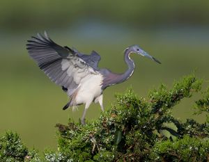 2019-07-14 T C HERON_6V2.jpg