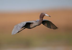 2023-05-17 LBH IN_01_7v3.jpg