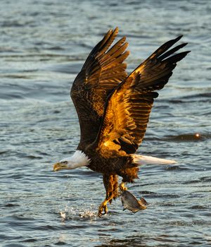 2025-12-03 BE RIVER FISH SERIES_12v2 copy.jpg