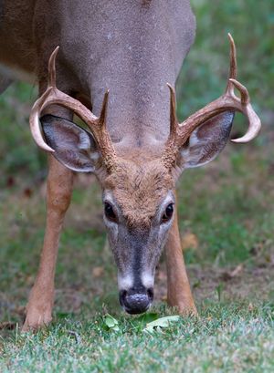 2010-09-17 Deer buck 8-pt_17.jpg