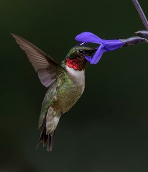 2023-07-10 RTHB PURPLE 01_1v3.jpg