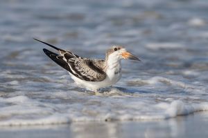 2016-08-30 BSKIMMER JUV WET_1v2.jpg