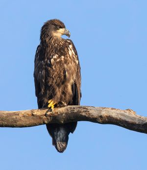 2026-06-06 BE EAGLET_15v2 copy.jpg