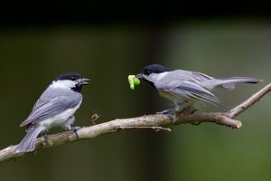 2014-05-27 CDeePAIR+++_2V5.jpg