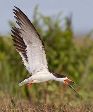 2015-09-25 SKIMMERS IF ADULT_22v2.jpg