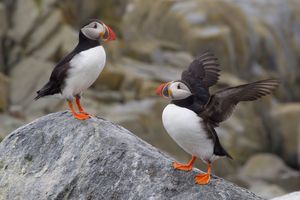 2013-07-09 Puffins wings_1_Ted_Ellis_Photography.jpg