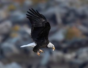 2025-10-28 BE_4v2 copy.jpg