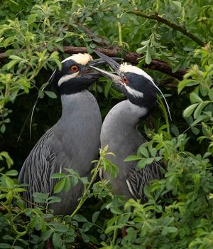 2023-04-17 YCNH PAIR_17v2.jpg