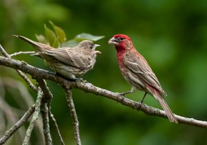 2022-06-11 HFinch Feed _5v2.jpg
