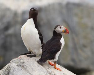 Puffin &  Razorbill