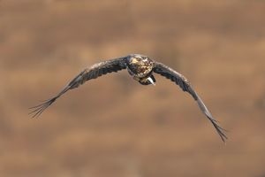 2024-11-18 BE JUVI IF FISH_2v3 copy.jpg