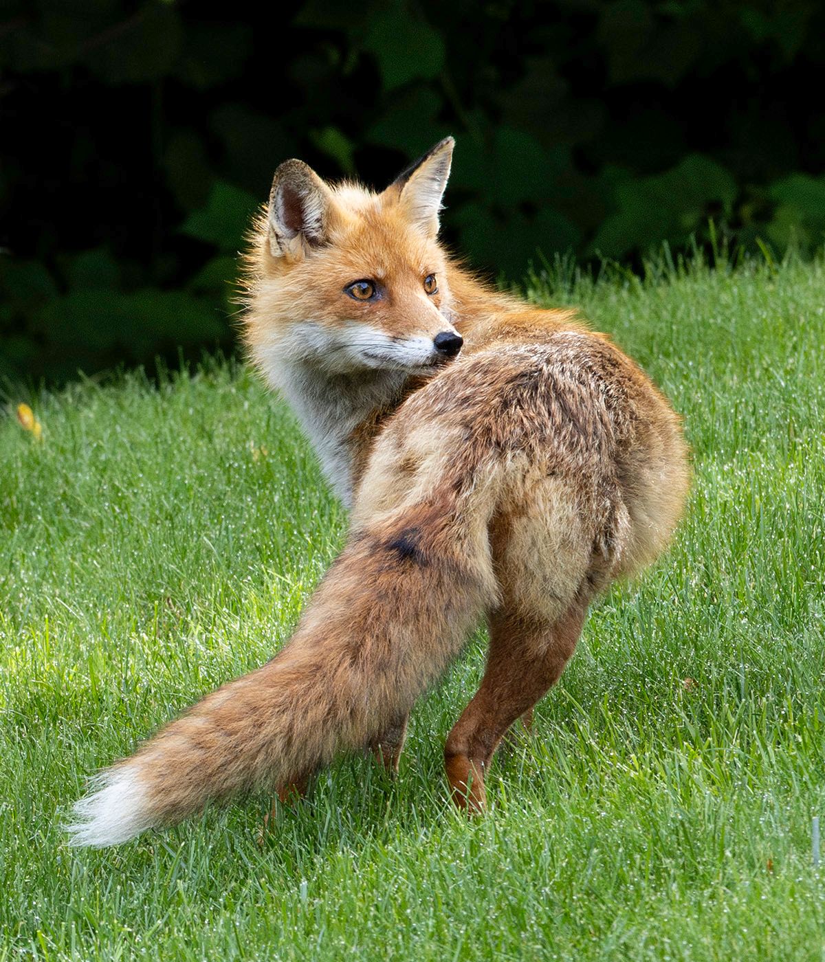 2024-06-02 FOX_6V2 copy.jpg