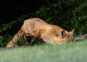 2026-06-01 RACOON FOX SERIES_7V2 copy.jpg