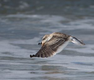 2016-08-30 BSKIMMER JUV SKIM_5_6v2.jpg