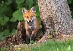 2023-06-04 FOX KIT _01_14V2.jpg