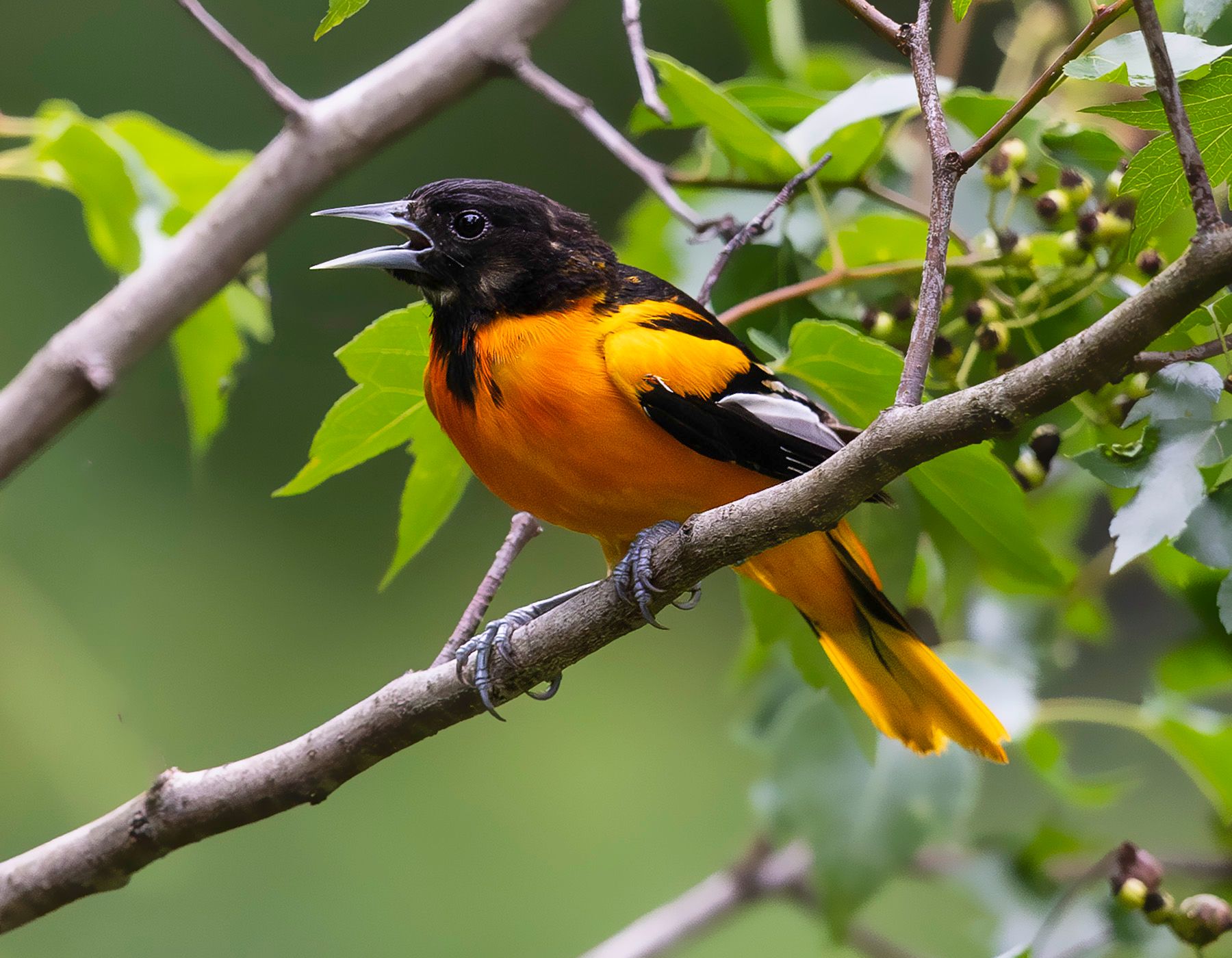 2025-06-27 ORIOLE_1_2v2 copy.jpg