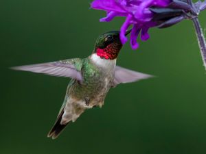 2022-05-25 RTHUM_12v2.jpg