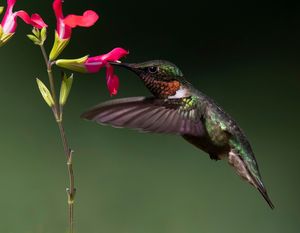 2023-07-11  RTHB HOTLIPS 01_1V2.jpg