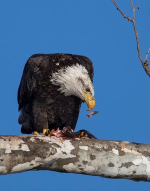 2022-11-23 BE SUB FISH PERCHED_21V2.jpg