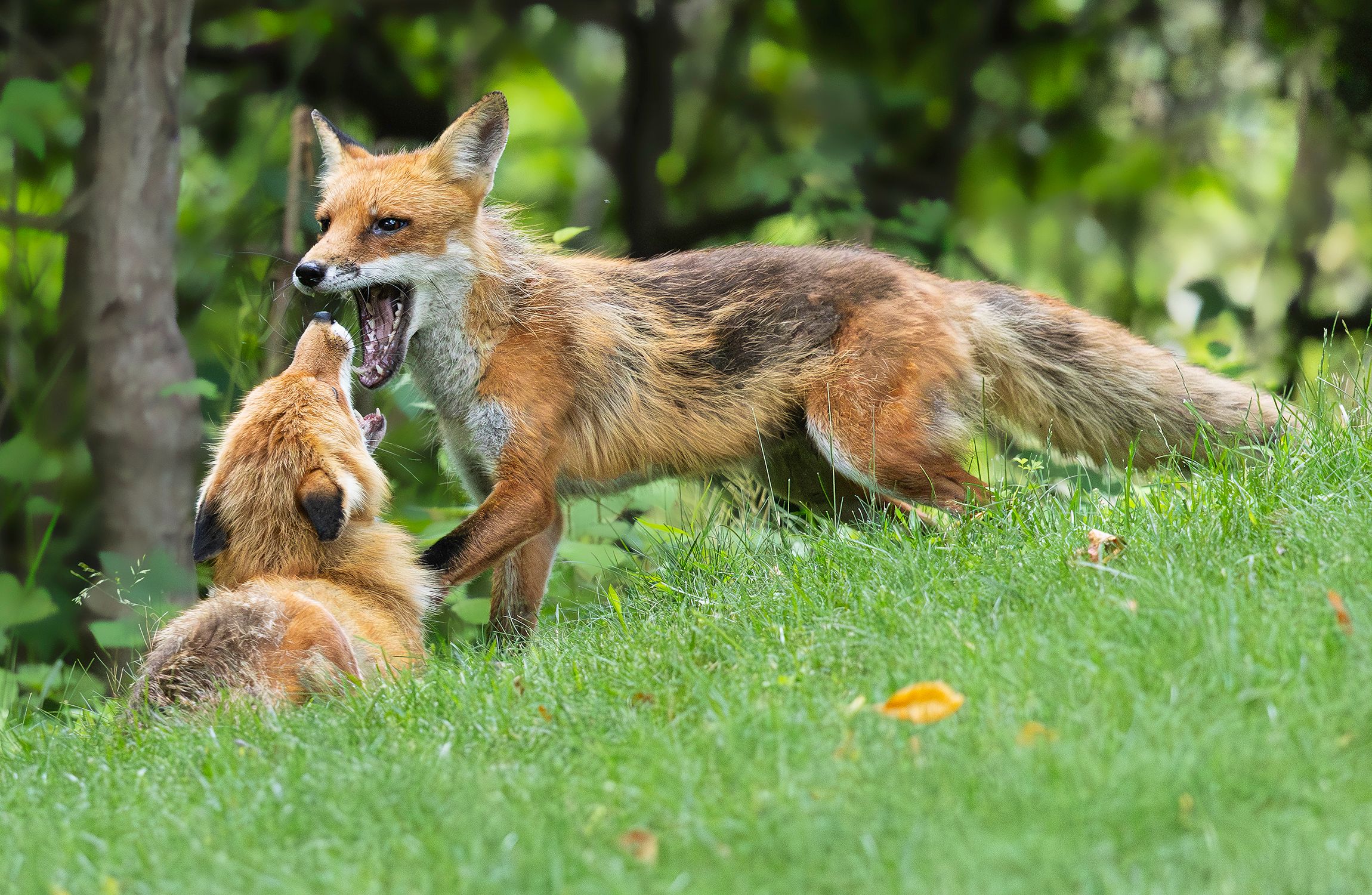 2026-06-10 FOX PAIR_7v2 copy.jpg