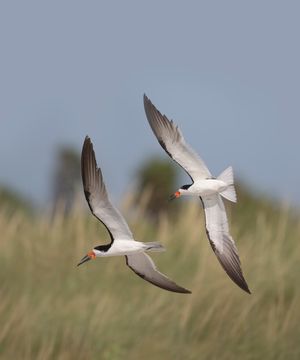 2016-08-29 BSKIMMER CHASE_4_1v2.jpg