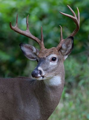 2010-09-17 Deer buck 8-pt_11 v2.jpg