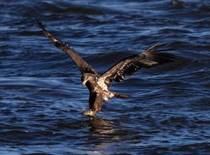 2025-11-04 BE IF JUVI FISH_2V2 copy.jpg