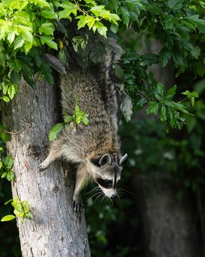2026-06-01 RACOON FOX SERIES_24v2 copy.jpg