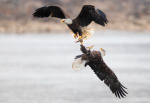 2020-11-27  BE  IF STEAL SEQUENCE_1v2.jpg