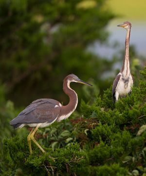 2016-07-17 TRICOLORED HERON5 PAIRV2.jpg